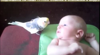 Bebeğin Dikkatini Çekmek İsteyen Muhabbet Kuşu