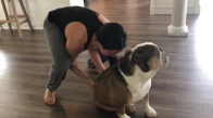 Banyo Yapmayı Hiç İstemeyen İnatçı Bulldog