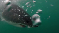 Güney Afrika'da Büyük Beyaz Köpekbalığına Yem Tuzağı
