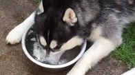 Su İle Oyun Oynayan Köpek