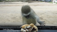 Sevimli Maymunun Hamburger Yeme Çabası