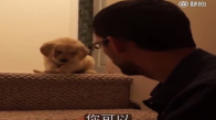 Merdivenden İnmeye Korkan Köpek