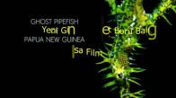 Papua Yeni Gine Hayalet Boru Balığı