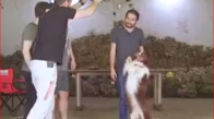 Türkiye'nin En Zeki Köpeği Max - Şampiyon Köpek 