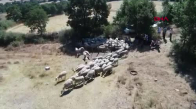 Her gün 90 koyunu elleriyle sağan çift, ayda 15 bin TL kazanıyor