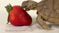 Çilek Yemede Baya Bir Zorlanan Sevimli Kaplumbağa