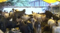 Kurban pazarında keçiye talep arttı