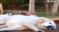 Uyuyan Köpeğin Üstünde Oynayan Yavru Keçiler