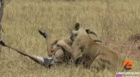 Aslanların Saldırısına Karşı Hayatta Kalma Mücadelesi Veren Antilop