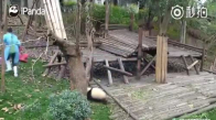 Oyuncak Atı Götürülen Pandanın Kendini Kaybetmesi