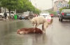 Araba Çarpan Arkadaşını Yolun Ortasında Uyandırmaya Çalışan Köpeğin İç Burkan Görüntüsü