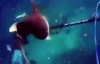 Zıpkınlı Dalgıça Hızla Saldıran Köpekbalığı