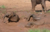 Yavru Fillerin Çamur Havuzunda Eğlenmesi
