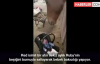 Bebek Bakıcılığı Yapan At Şaşkına Çevirdi
