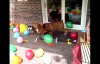 Balon Patlatmaya Bayılan Köpekler