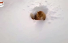 Kedilerin Karla İmtihanı