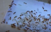 Karıncaların Dünyası - HD Türkçe Dublaj Belgesel