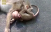 Ölen Annesinin Başında Ağlayan Yavru Maymun