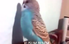 Dünyanın En Net Konuşan Muhabbet Kuşu