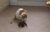 Komik Kedi Ve Dev Örümcek Kavgası
