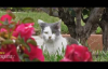 Konuşan Kediler 2 - En Komik Kedi Videoları