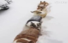 Tek Sıra Halinde Karda Yürüyen Sevimli Köpekler