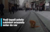 Dünyanın En Kalabalık Şehirlerinden İstanbul'un Sokak Kedileri
