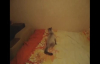 Komik Kedi Videoları Derlemesi