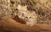 Kum Kedileri Vahşi Doğada İlk Defa Görüntülendi