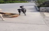 Saldırmak Üzere Olan Sokak Köpeklerini Mum Gibi Yapan Eğitmen