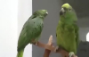 Sohbet Eden Papağanlar 