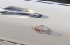 Arabasının Kapısında Dev Örümcek Bulan Kız