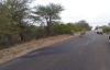 Aslanların Afrika Antilobu Trafikte Avlaması