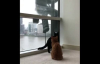 Dışardan Cam Silinirken Kedi Ne Yapıyor