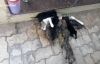 Cömert Kedi Köpek Yavrularını Sütüyle Besledi