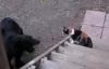 Komik Kedi Videoları