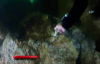 Marmara’daki Mercanlar Böyle Kurtarıldı