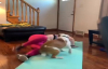 Sahibinin Yoga Yapmasına Engel Olan Köpek 