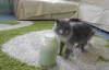 Akıllı Kedi Şişenin Kapağını Açar