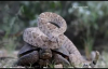 Çıngıraklı Yılanın Kaplumbağaya Otostop Çekmesi