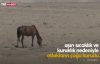 Kazakistan’da olağanüstü kuraklık- 2 bin büyükbaş hayvan telef oldu