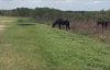Florida Parkında Timsaha Saldıran At