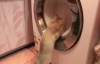 Çamaşır Makinesiyle Savaşan Kedi