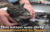 Banyo Yapan Yavru Kedinin Keyif Dolu Anları