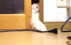 Konuşan Kediler 3 - En Komik Kedi Videoları