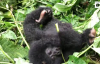 Goril Ailesinin Yeni Doğan Sevimli Ferdi