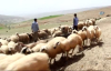 Koyun Sağıp, Çobanlık Yapan Habib’in TEOG Başarısı