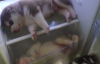 Husky Yavrularının Buzdolabında Huzur Bulması
