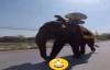 Filin Kuyruğu İle Turistin Yüzüne Vurması