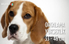 Beagle Cinsi Köpeklerin Özellikleri ve Bakımı